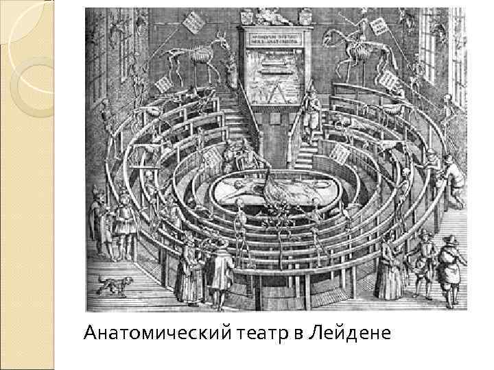 Анатомический театр в Лейдене 
