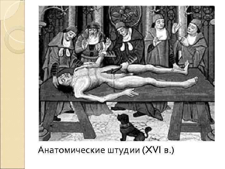 Анатомические штудии (XVI в. ) 
