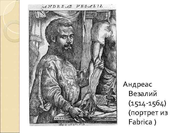 Андреас Везалий (1514 -1564) (портрет из Fabrica ) 