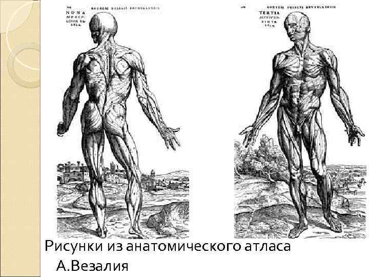 Рисунки из анатомического атласа А. Везалия 