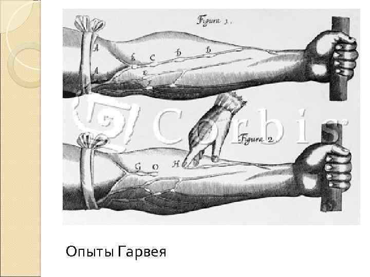 Опыты Гарвея 