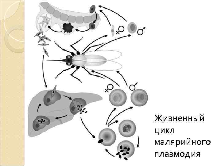 Жизненный цикл малярийного плазмодия 