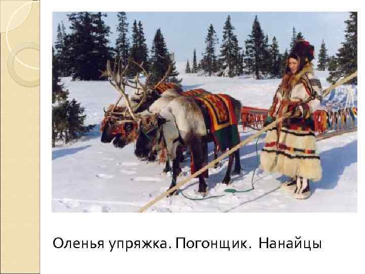 Оленья упряжка. Погонщик. Нанайцы 