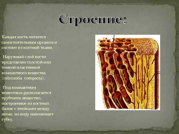 Строение: Каждая кость является самостоятельным органом и состоит из костной ткани. Наружный слой кости