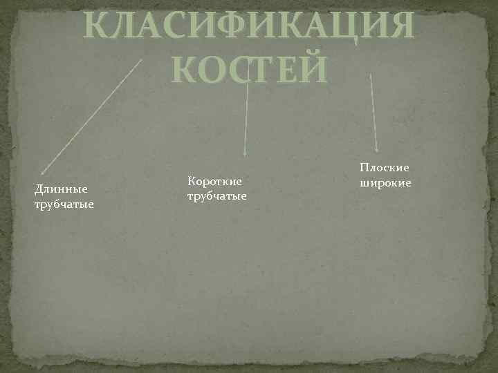 КЛАСИФИКАЦИЯ КОСТЕЙ Длинные трубчатые Короткие трубчатые Плоские широкие 