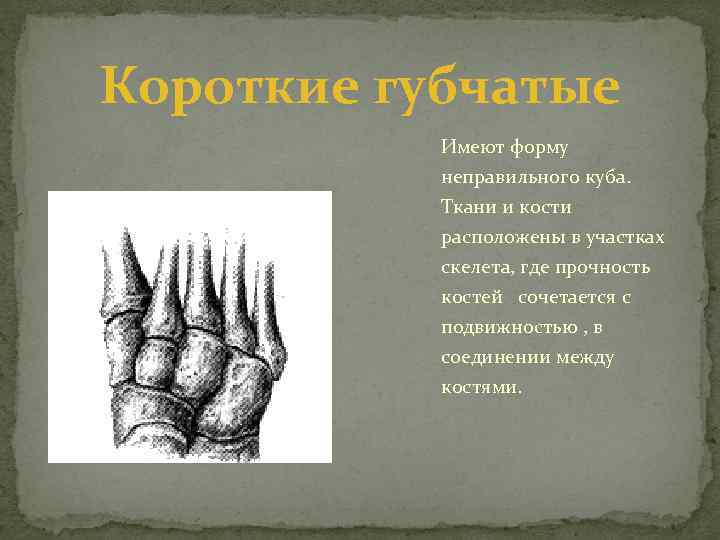 Короткие губчатые Имеют форму неправильного куба. Ткани и кости расположены в участках скелета, где