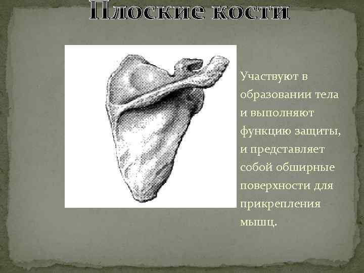 Плоские кости Участвуют в образовании тела и выполняют функцию защиты, и представляет собой обширные