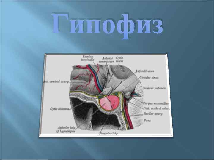 Гипофиз 
