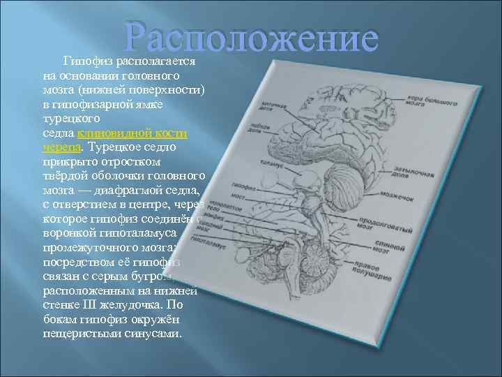 Расположение Гипофиз располагается на основании головного мозга (нижней поверхности) в гипофизарной ямке турецкого седла