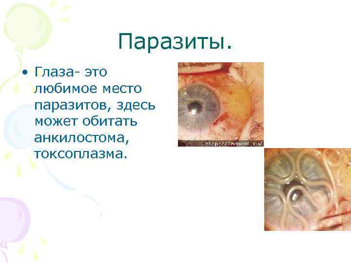 Паразиты. • Глаза- это любимое место паразитов, здесь может обитать анкилостома, токсоплазма. 