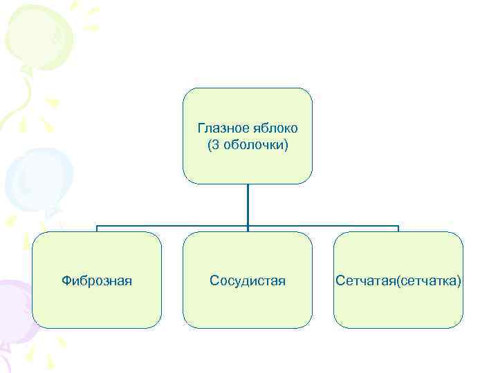 Глазное яблоко (3 оболочки) Фиброзная Сосудистая Сетчатая(сетчатка) 