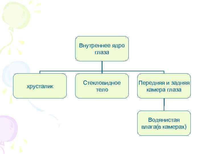 Внутреннее ядро глаза хрусталик Стекловидное тело Передняя и задняя камера глаза Водянистая влага(в камерах)