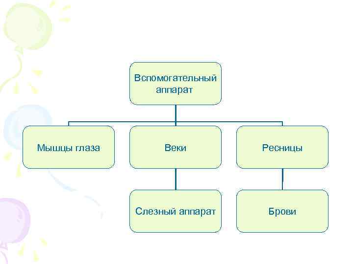 Вспомогательный аппарат Мышцы глаза Веки Ресницы Слезный аппарат Брови 