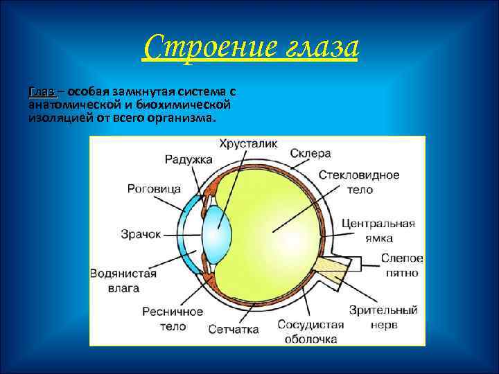 Строение глаза Глаз – особая замкнутая система с Глаз анатомической и биохимической изоляцией от