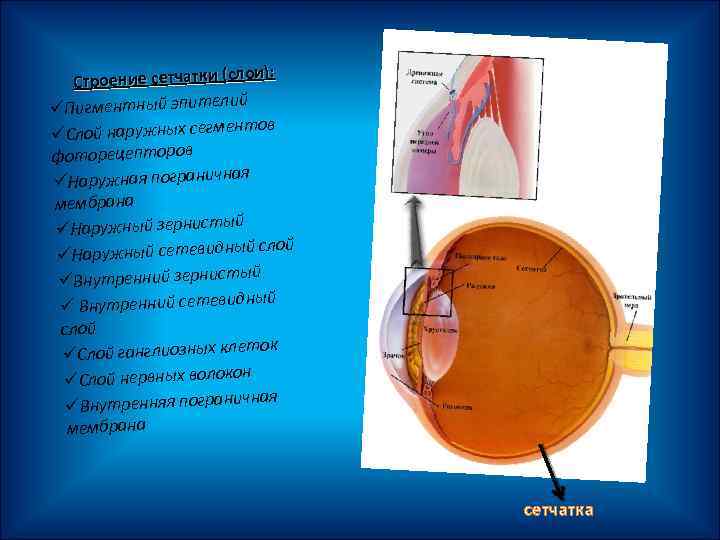 и): Строение сетчатки (сло ий üПигментный эпител тов üСлой наружных сегмен фоторецепторов я üНаружная