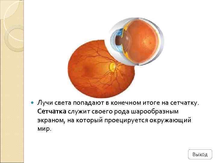  Лучи света попадают в конечном итоге на сетчатку. Сетчатка служит своего рода шарообразным