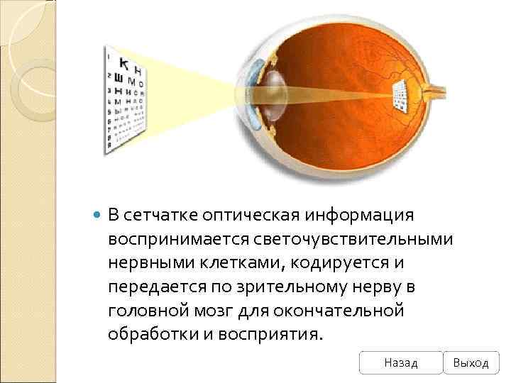  В сетчатке оптическая информация воспринимается светочувствительными нервными клетками, кодируется и передается по зрительному