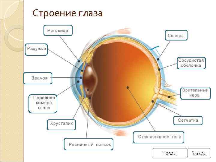 Строение глаза Назад Выход 