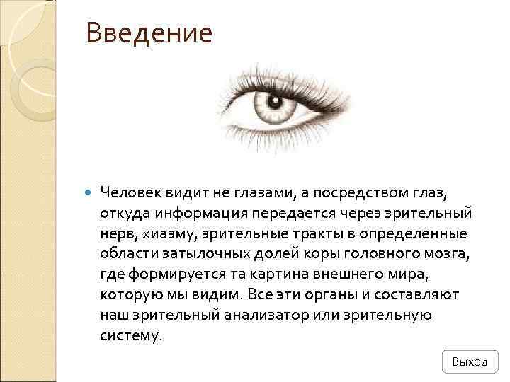 Введение Человек видит не глазами, а посредством глаз, откуда информация передается через зрительный нерв,