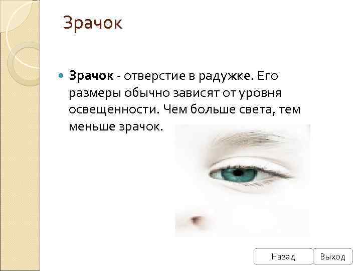 Зрачок - отверстие в радужке. Его размеры обычно зависят от уровня освещенности. Чем больше