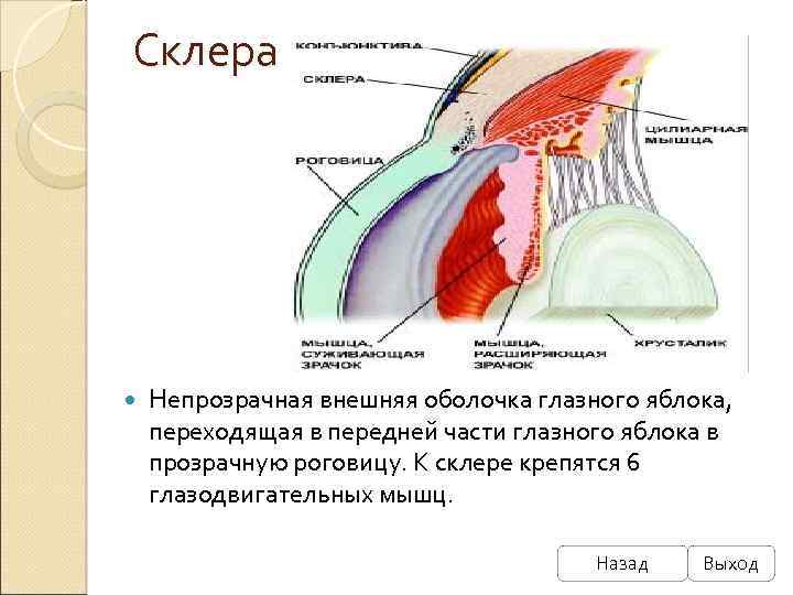 Склера Непрозрачная внешняя оболочка глазного яблока, переходящая в передней части глазного яблока в прозрачную