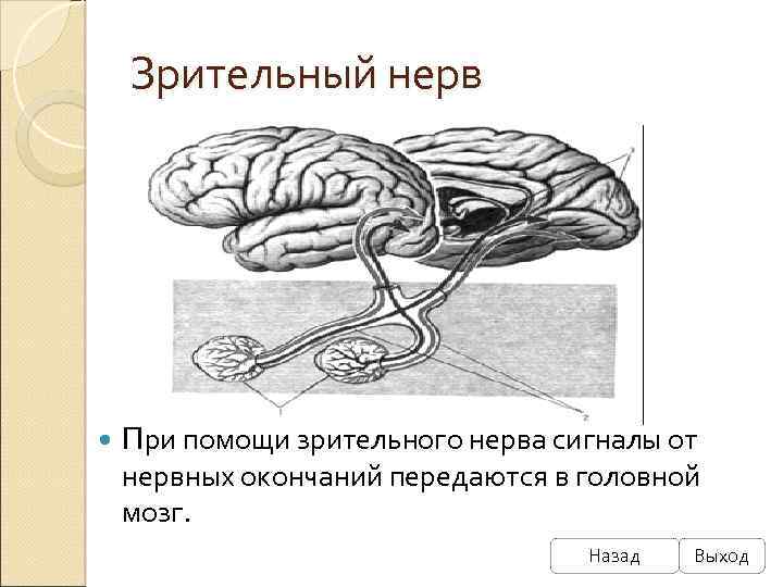 Зрительный нерв При помощи зрительного нерва сигналы от нервных окончаний передаются в головной мозг.