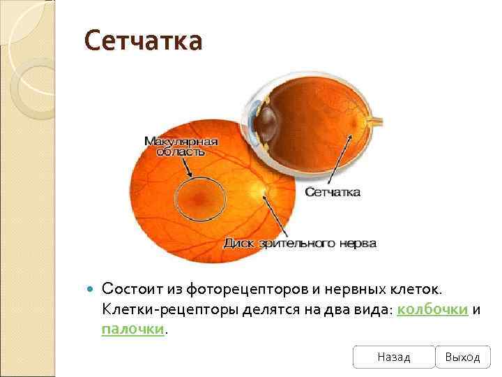 Сетчатка Состоит из фоторецепторов и нервных клеток. Клетки-рецепторы делятся на два вида: колбочки и