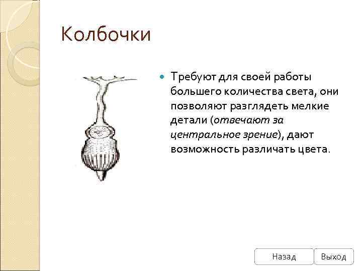 Колбочки Требуют для своей работы большего количества света, они позволяют разглядеть мелкие детали (отвечают