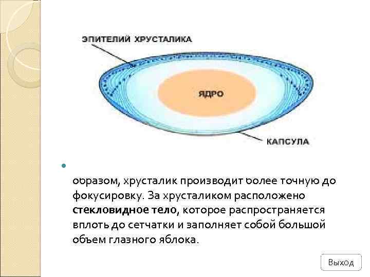  Хрусталик тоже линза, как и роговица. Таким образом, хрусталик производит более точную до