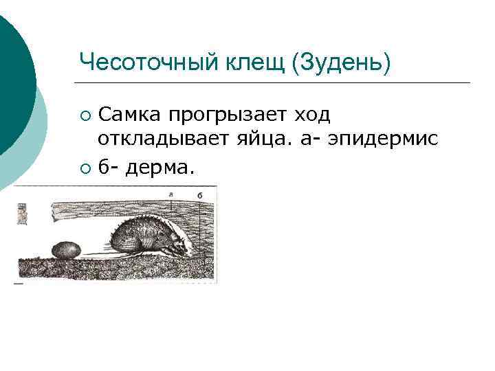 Чесоточный клещ (Зудень) Самка прогрызает ход откладывает яйца. а- эпидермис ¡ б- дерма. ¡