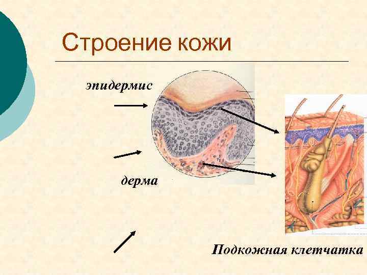 Строение кожи эпидермис дерма Подкожная клетчатка 