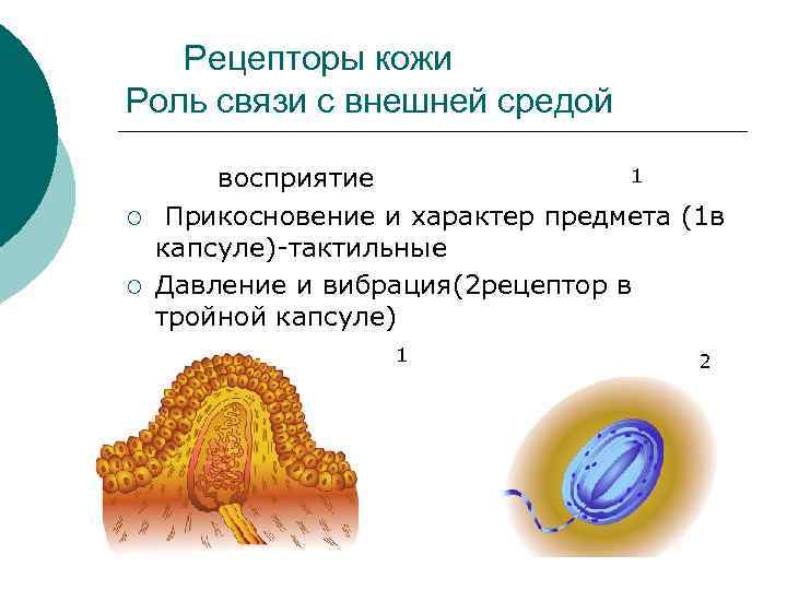 Рецепторы кожи Роль связи с внешней средой ¡ ¡ 1 восприятие Прикосновение и характер