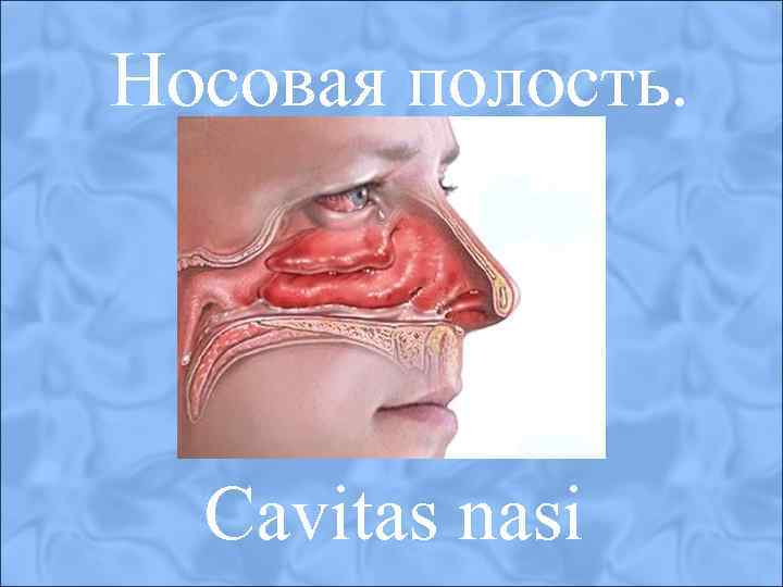 Носовая полость. Cavitas nasi 