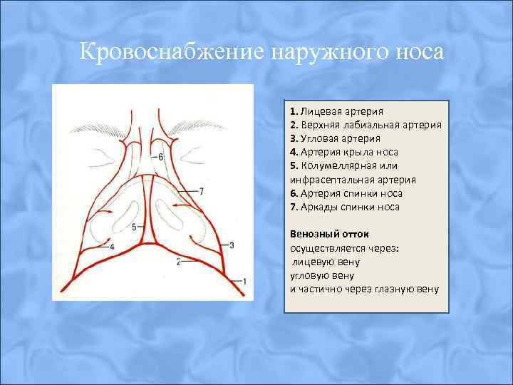 Кровоснабжение носа презентация