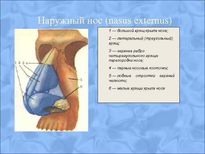 Наружный нос (nasus externus) 1 — большой хрящ крыла носа; 2 — латеральный (треугольный)