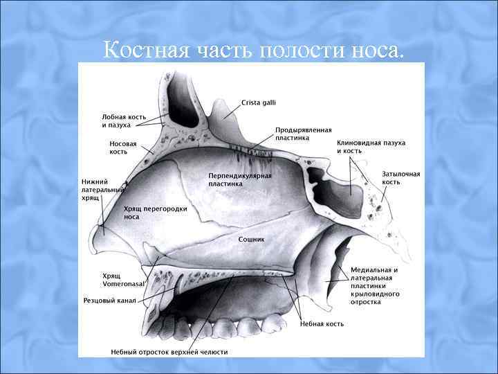 Костная часть полости носа. 