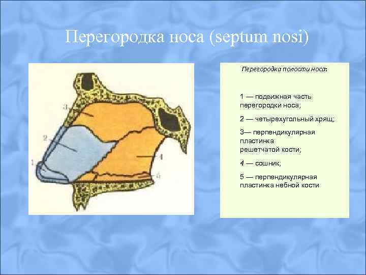 Перегородка носа (septum nosi) Перегородка полости носа: 1 — подвижная часть перегородки носа; 2