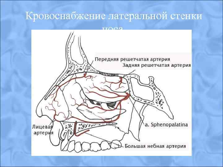 Кровоснабжение латеральной стенки носа. 