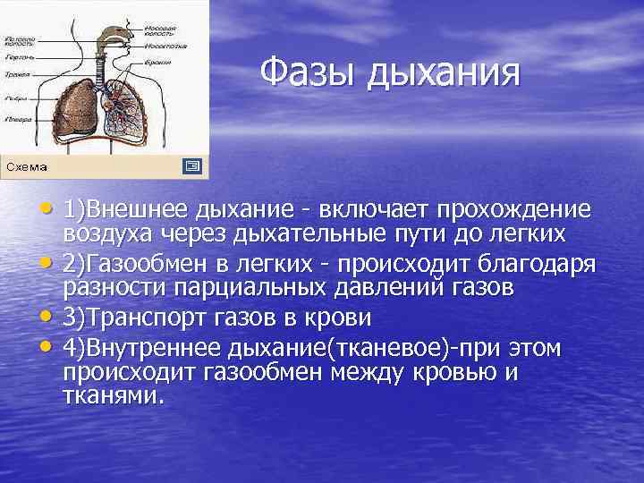 Дыхание транспорт газов