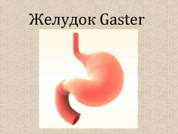 Желудок Gaster 