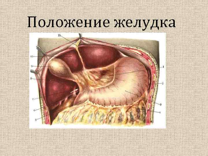 Положение желудка 