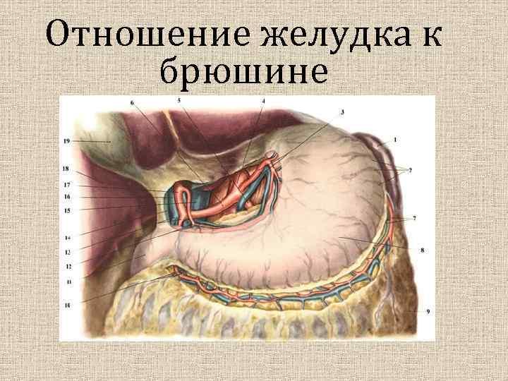 Отношение желудка к брюшине 