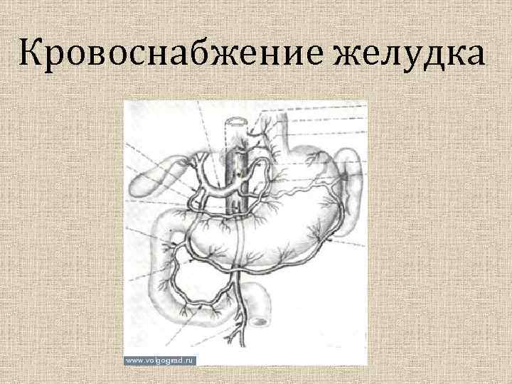 Кровоснабжение желудка 