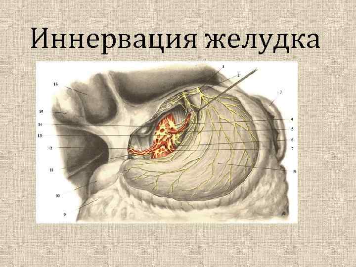 Иннервация желудка 