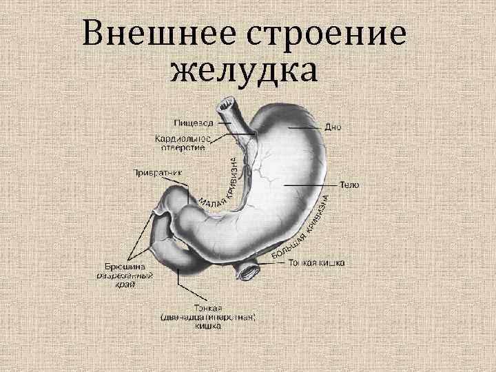 Какое животное имеет желудок строение которого изображено на рисунке