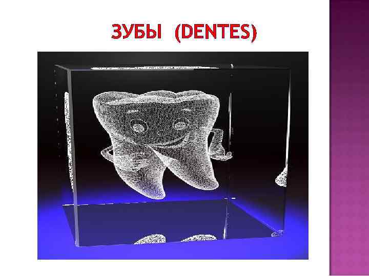 ЗУБЫ (DENTES) 