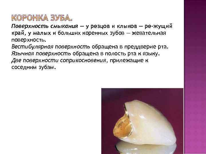 Поверхность смыкания — у резцов и клыков — ре жущий край, у малых и