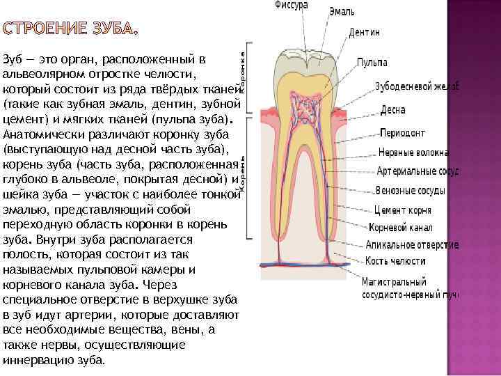 Корень зуба находится. Строение корневых каналов. Строение корневого зуба. Строение корневых каналов зубов. Строение корня зуба человека.