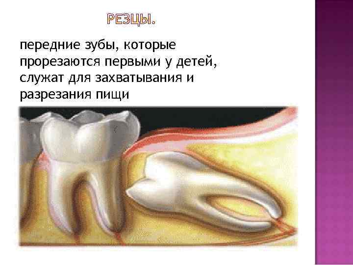 передние зубы, которые прорезаются первыми у детей, служат для захватывания и разрезания пищи 
