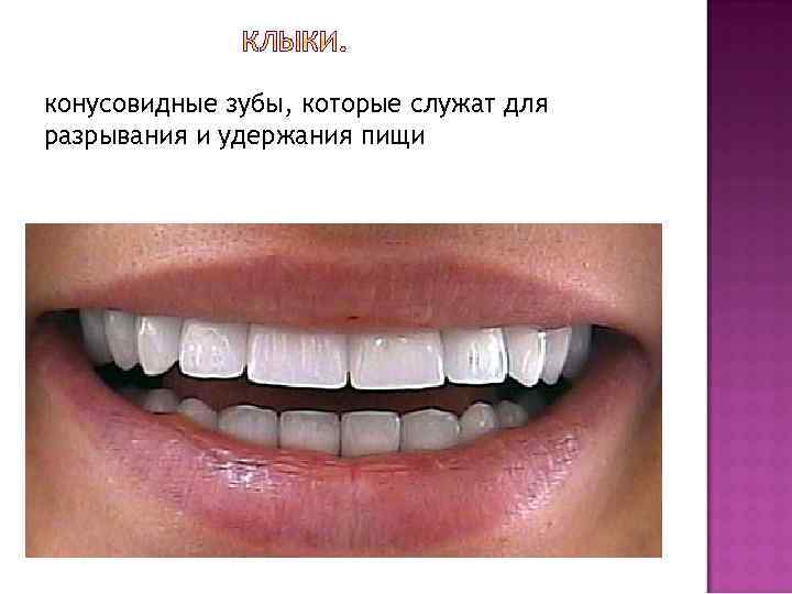 конусовидные зубы, которые служат для разрывания и удержания пищи 